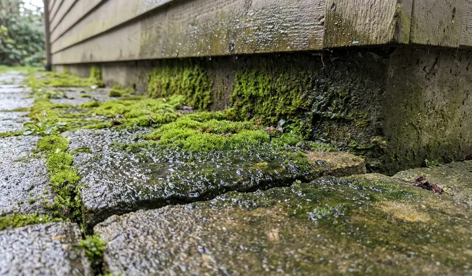 Moss and algae buildup on concrete in the Pacific Northwest