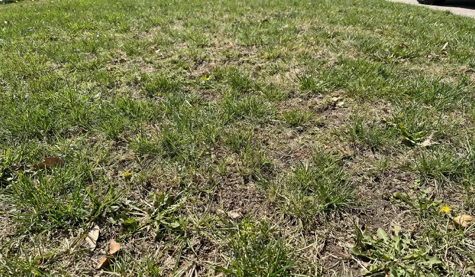 Patchy, thinning lawn in Portland, Oregon